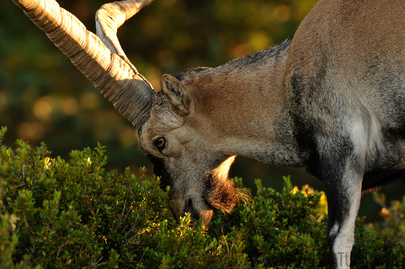 Capra pyrenaica hispanica [550 mm, 1/250 Sek. bei f / 9.0, ISO 1600]